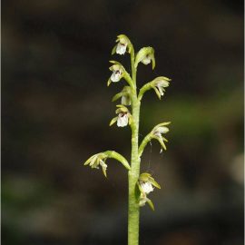 Orhidee Kõdu kollajuur