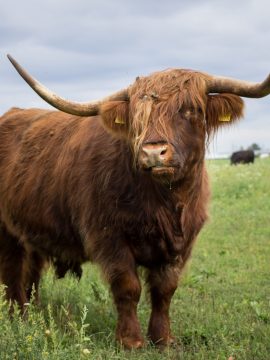 kaina talu vatsla kula veiseliha