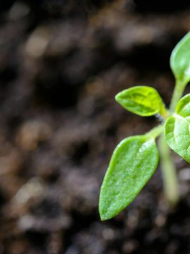 Vibrant close-up of a young tomato seedling sprouting in the soil.