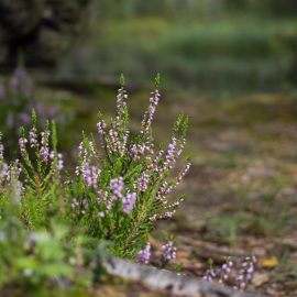 vatsla kula kanarbik