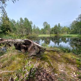 vatsla-kula-naistesoo