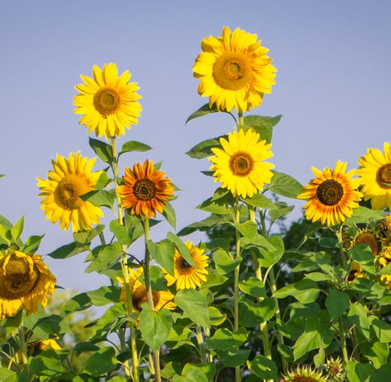 vatsla kula paevalilled